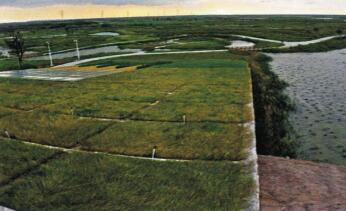 人工湿地 人工湿地